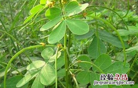 决明子种植的注意事项 决明子种植的注意事项和禁忌