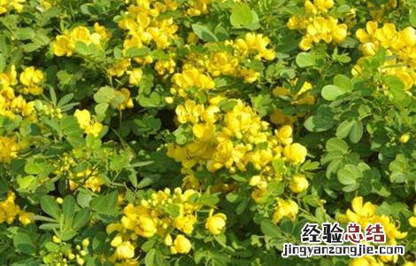 决明子种植的注意事项 决明子种植的注意事项和禁忌