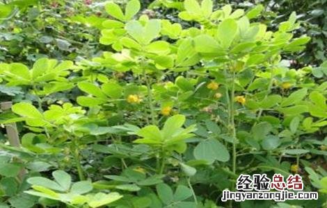 决明子种植的注意事项 决明子种植的注意事项和禁忌