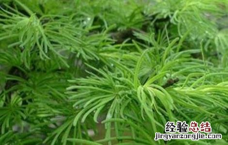 土荆皮植物图片 土荆皮的栽培技术