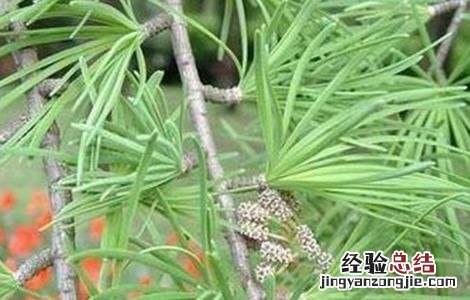 土荆皮植物图片 土荆皮的栽培技术