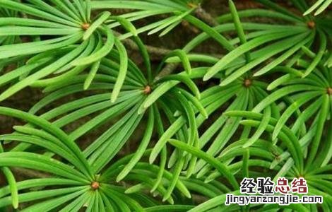 土荆皮植物图片 土荆皮的栽培技术