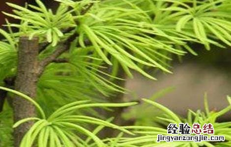 土荆皮植物图片 土荆皮的栽培技术
