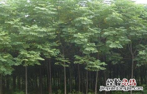 苦楝的育苗技术与管理 苦楝的育苗技术