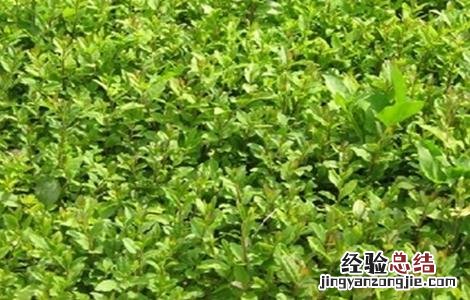 苦楝的育苗技术与管理 苦楝的育苗技术