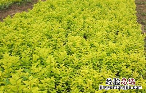 苦楝的育苗技术与管理 苦楝的育苗技术