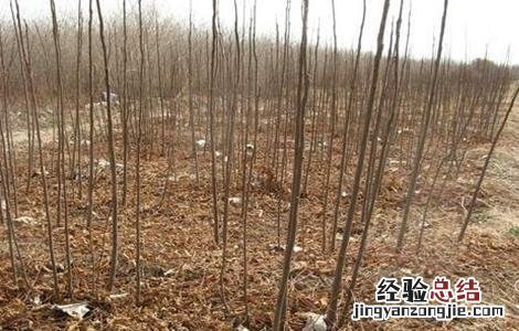 苦楝的育苗技术与管理 苦楝的育苗技术