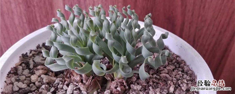 弹簧草的养殖方法 弹簧草种植方法和时间