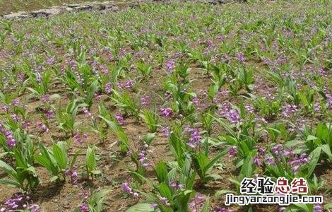 白芨施肥时间与方法及用量 白芨施肥时间与方法