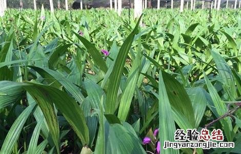 白芨施肥时间与方法及用量 白芨施肥时间与方法