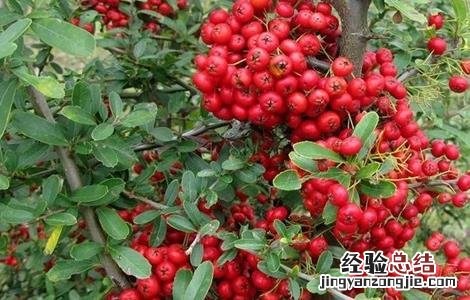 沙棘的养殖方法和注意事项 沙棘种植的注意事项