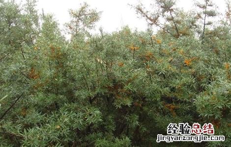 沙棘的养殖方法和注意事项 沙棘种植的注意事项