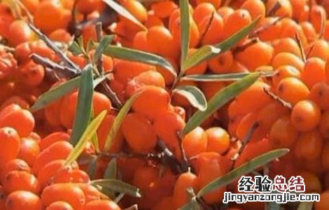 沙棘的养殖方法和注意事项 沙棘种植的注意事项