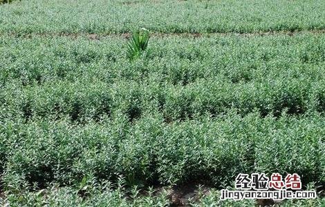 沙棘的养殖方法和注意事项 沙棘种植的注意事项