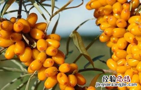沙棘的养殖方法和注意事项 沙棘种植的注意事项