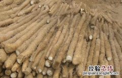 山药田间管理要点 山药的田间管理