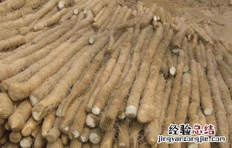 山药田间管理要点 山药的田间管理