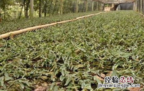 金线莲种植环境要求 金线莲种植环境要求是什么