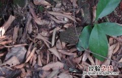 金线莲种植环境要求 金线莲种植环境要求是什么