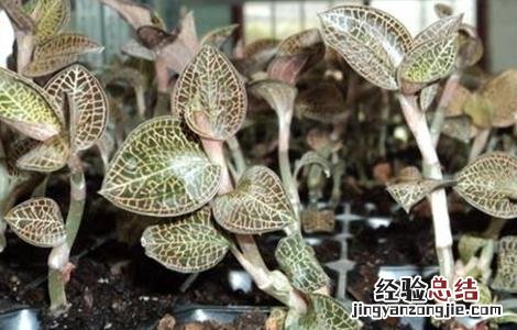 金线莲种植环境要求 金线莲种植环境要求是什么