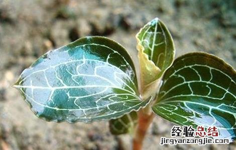 金线莲种植环境要求 金线莲种植环境要求是什么