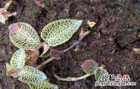 金线莲种植环境要求 金线莲种植环境要求是什么