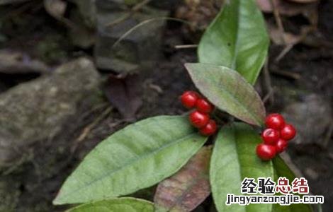 八爪金龙的栽培技术 八爪金龙的栽培技术