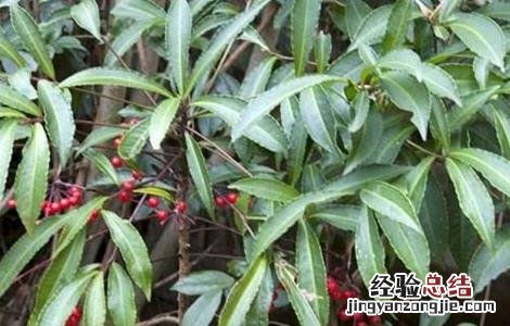 八爪金龙的栽培技术 八爪金龙的栽培技术