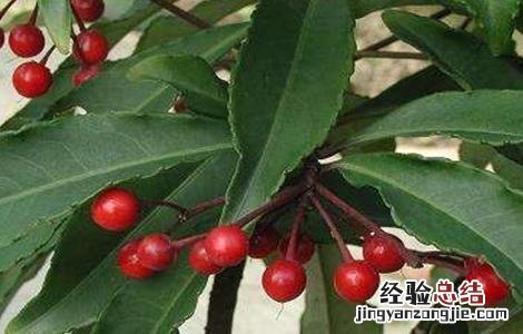 八爪金龙的栽培技术 八爪金龙的栽培技术