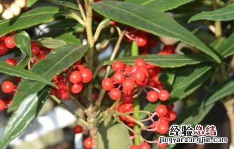 八爪金龙的栽培技术 八爪金龙的栽培技术