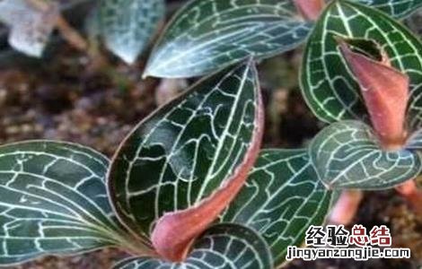 金线莲的繁殖方法图解 金线莲的繁殖方法