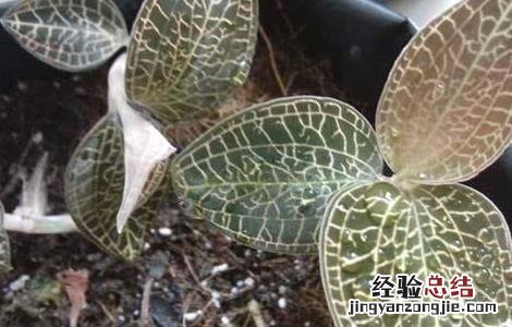 金线莲的繁殖方法图解 金线莲的繁殖方法