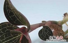 金线莲的繁殖方法图解 金线莲的繁殖方法