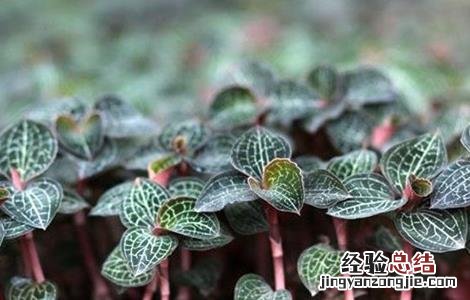 金线莲的繁殖方法图解 金线莲的繁殖方法