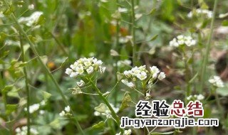 荠菜花如何长期保存方法 花荠菜怎么保存方法