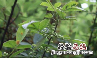 鲜花椒叶怎么保存方法 鲜的花椒叶的保存方法
