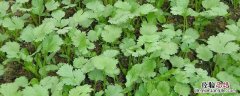 香菜冬天怕冻吗 香菜怕不怕霜冻