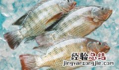 养殖1斤罗非鱼成本 养殖一亩罗非鱼成本和利润是多少