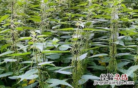 荨麻怎么种 植物 荨麻
