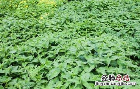 荨麻怎么种 植物 荨麻