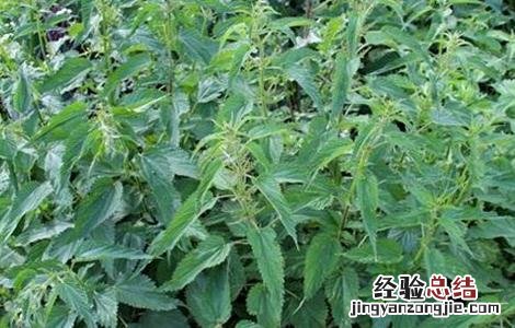 荨麻怎么种 植物 荨麻