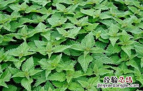 荨麻怎么种 植物 荨麻