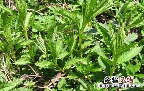 荨麻怎么种 植物 荨麻