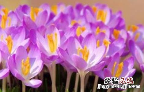 藏红花种植的注意事项 藏红花种植的注意事项和禁忌
