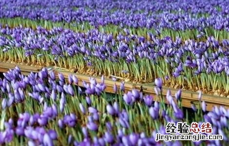 藏红花种植的注意事项 藏红花种植的注意事项和禁忌