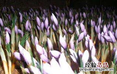 藏红花种植的注意事项 藏红花种植的注意事项和禁忌