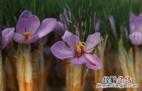 藏红花种植的注意事项 藏红花种植的注意事项和禁忌