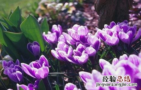 藏红花种植的注意事项 藏红花种植的注意事项和禁忌