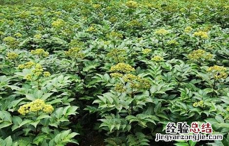 吴茱萸繁殖方法图片 吴茱萸繁殖方法