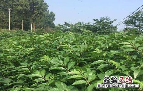 吴茱萸繁殖方法图片 吴茱萸繁殖方法